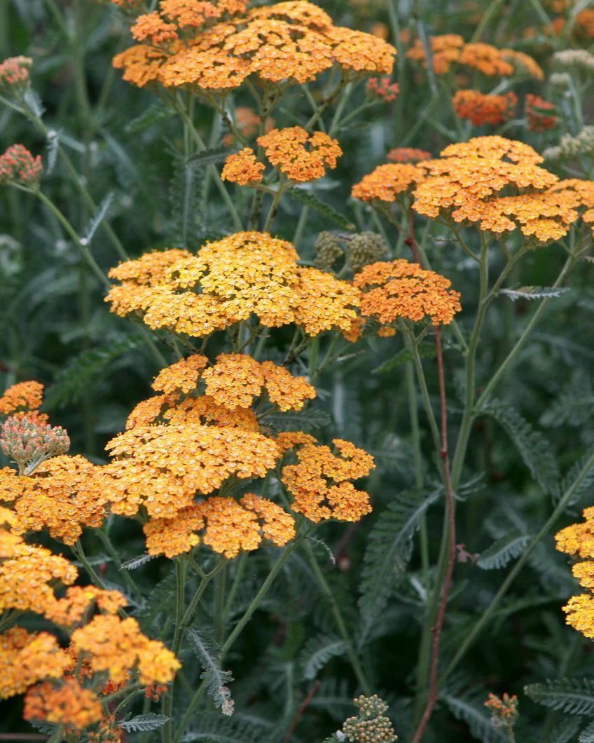 Plug Plants
